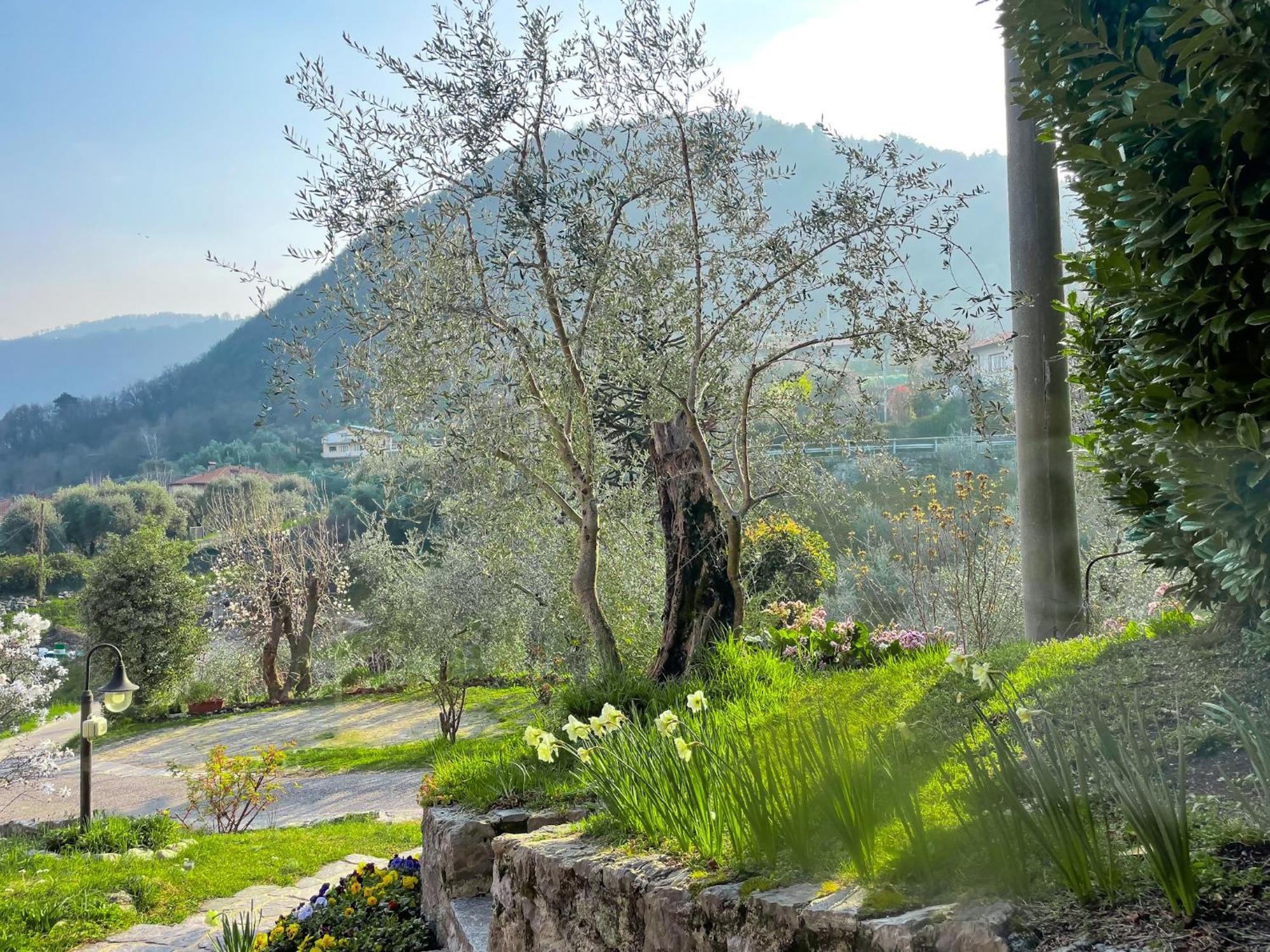 Breva Loft Tra Gli Ulivi Ed Il Lago เบลลาโจ ภายนอก รูปภาพ